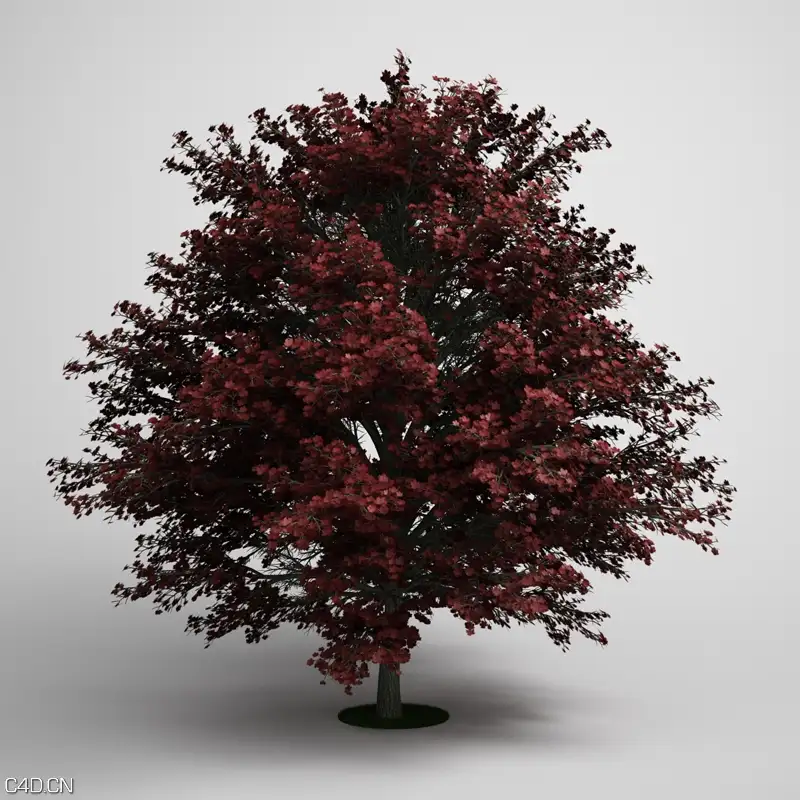 树木3D模型合集 CGAxis Models Volume 5: Trees - C4D之家 - 050000copy_0.jpg