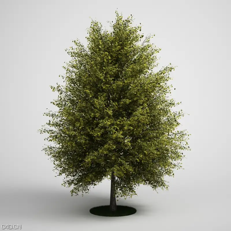 树木3D模型合集 CGAxis Models Volume 5: Trees