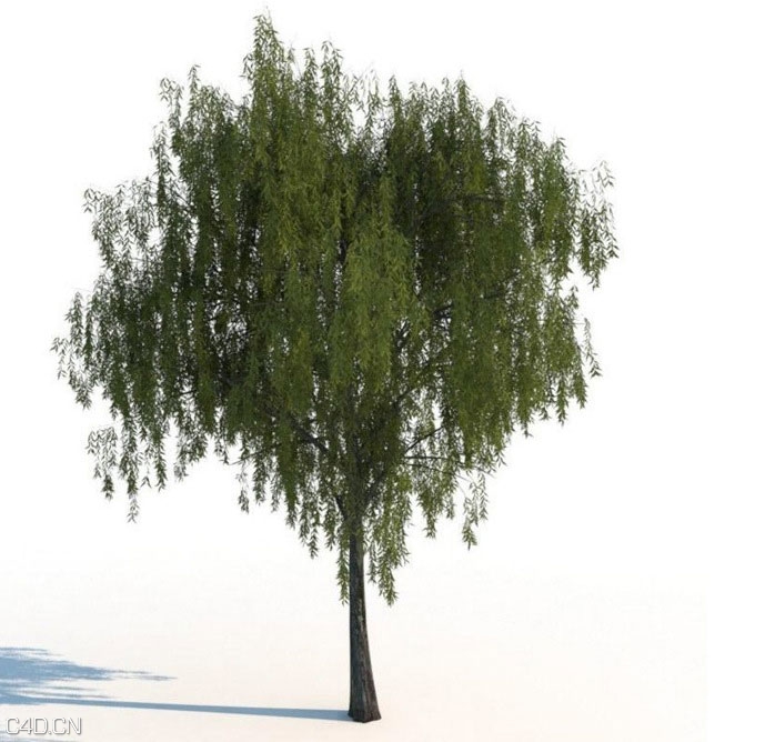 树木3d模型合集(max | 3D models | 1.99 GB) R&D Group – iTrees vol.2 Summer - C4D之家 - cinema4d_-2014-10-12-20.08.44.jpg