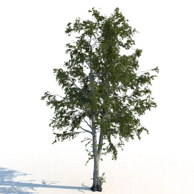 树木3d模型合集(max | 3D models | 1.99 GB) R&D Group – iTrees vol.2 Summer - C4D之家 - huge_1203_1.jpg