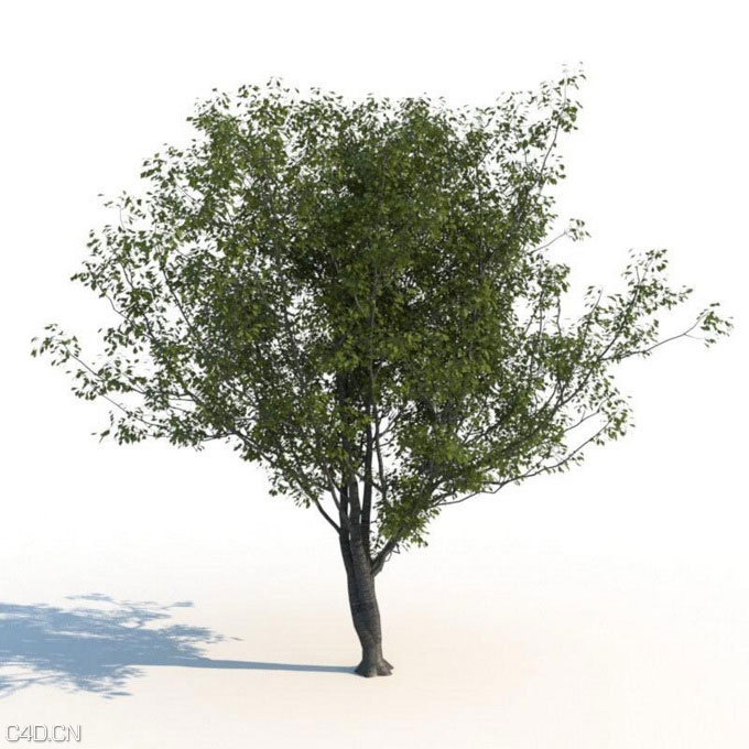 树木3d模型合集(max | 3D models | 1.99 GB) R&D Group – iTrees vol.2 Summer - C4D之家 - huge_1214.jpg