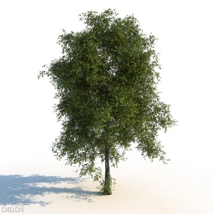 树木3d模型合集(max | 3D models | 1.99 GB) R&D Group – iTrees vol.2 Summer - C4D之家 - huge_1228.jpg