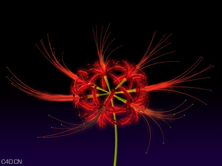 彼岸花C4D模型 white spider lily