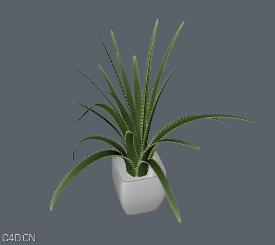芦荟盆景C4D模型 Aloe vera - C4D之家 - cinema4d_ 2014-10-28 22.27.26.jpg