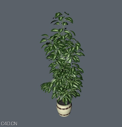 盆景植物C4D模型 Bonsai plants - C4D之家 - cinema4d_ 2014-10-28 23.31.52.jpg