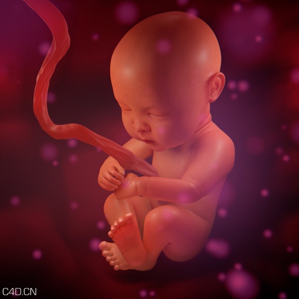 子宫婴儿3D模型 Turbosquid – Human Fetus MAX/Maya/OBJ/FBX - C4D之家 - cinema4d_ 2014-10-30 02.14.47.jpg