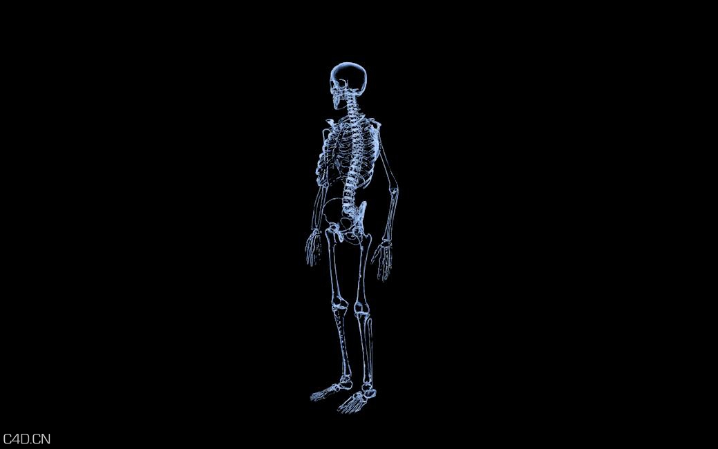 C4D 医用展示 人体骨骼模型 - C4D之家 - 人体骨骼