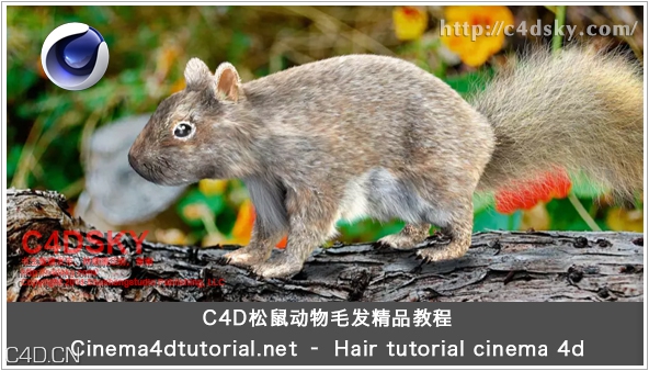 C4D松鼠动物毛发实用教程Cinema4dtutorial.net – Hair tutorial cinema 4d