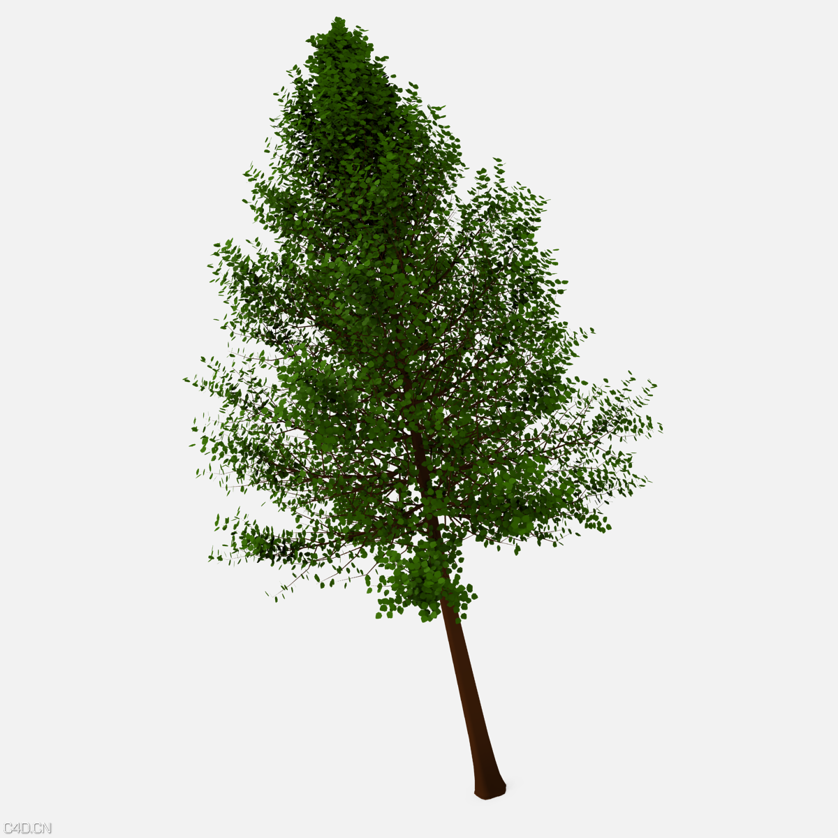 小树C4D模型 3d Tree Model - C4D之家 - freetree.png
