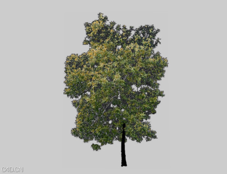 树木模型（贴图版）Proporzioni automatiche - C4D之家 - cinema4d_ 2014-12-22 22.49.09.jpg