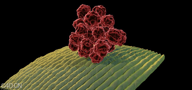 【C4D中文教程】微生物（材质置换） - C4D之家 - 微生物.jpg