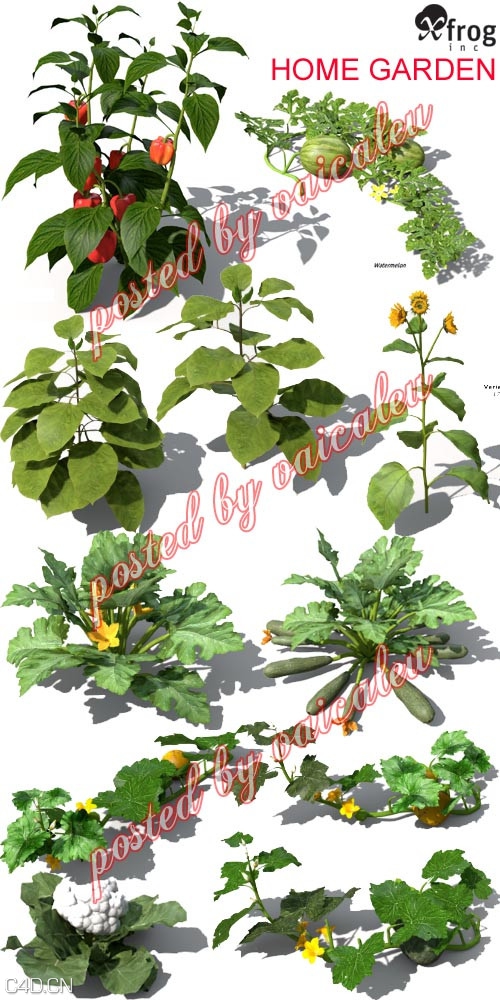 C4D模型 水果与蔬菜田园植物3D模型合集 XfrogPlants – HOME GARDEN