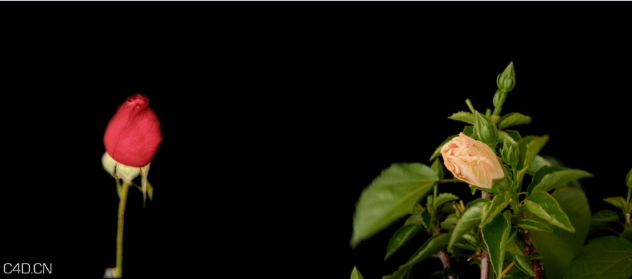 开放动画的花 - C4D之家 - 12.png