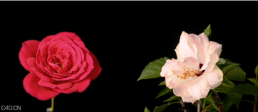 开放动画的花 - C4D之家 - 13.png