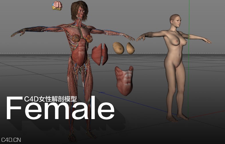 C4D女性解剖模型 Cinema4d Female Anatomy 3D Models