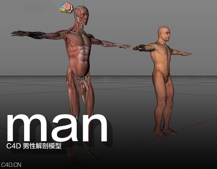 C4D男性解剖模型 Cinema4d male anatomy 3D model - C4D之家 - cinema4d_-2015-01-28-23.04.17.jpg