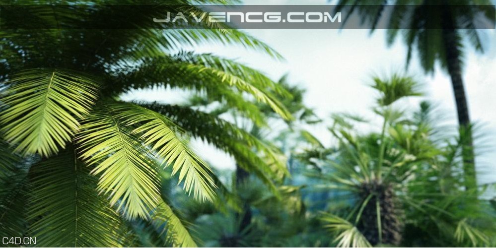棕榈树3D模型合辑 R/D Group iTrees Palms vol.1 - C4D之家 - C99SI.jpg