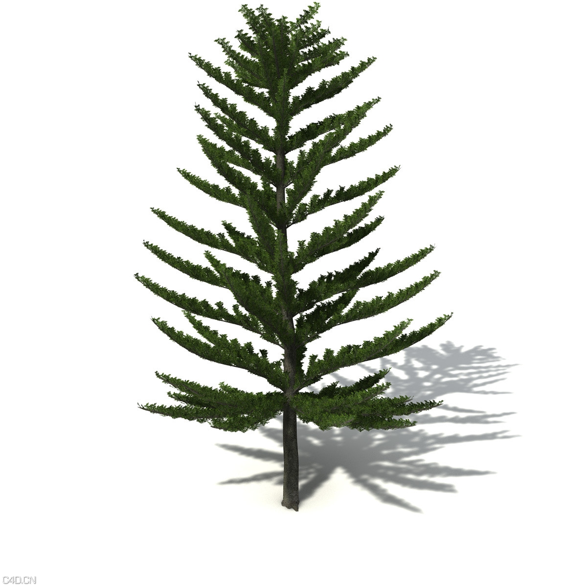 9棵针叶常青树C4D模型 - C4D之家 - OC04_3_pers.jpg533b6518-96bc-451e-ade2-1eda0a7dd2c0Original.jpg