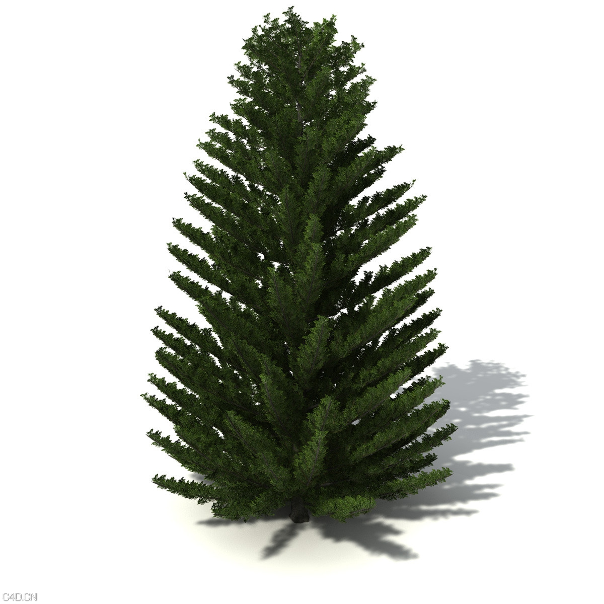 9棵针叶常青树C4D模型 - C4D之家 - OC04_4_pers.jpge5560774-3651-4763-b965-c508443024eaOriginal.jpg