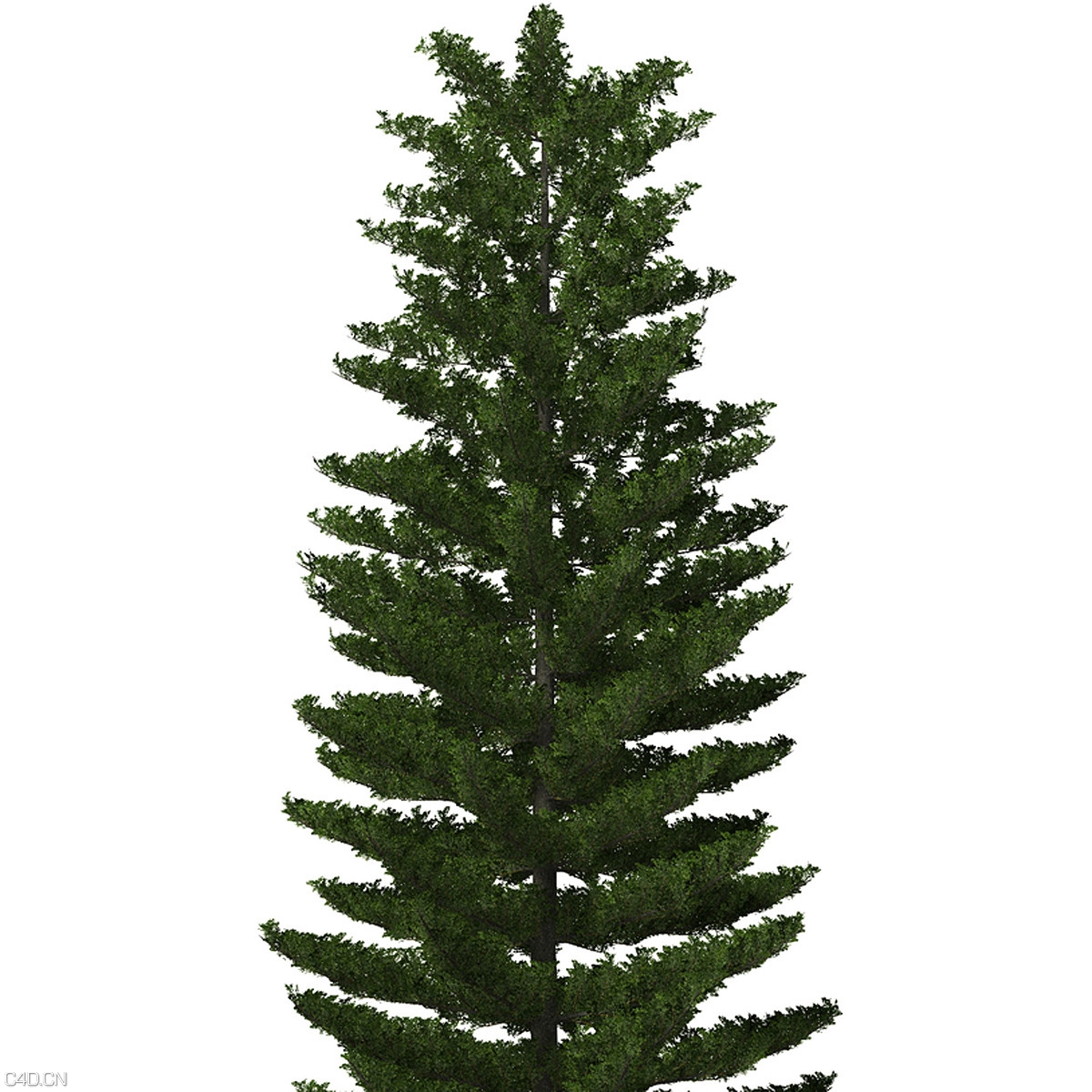 9棵针叶常青树C4D模型 - C4D之家 - OC04_9_pers_zoom.jpge532b6a9-cb3c-4dd1-b3f7-34d60a132ad3Original.jpg
