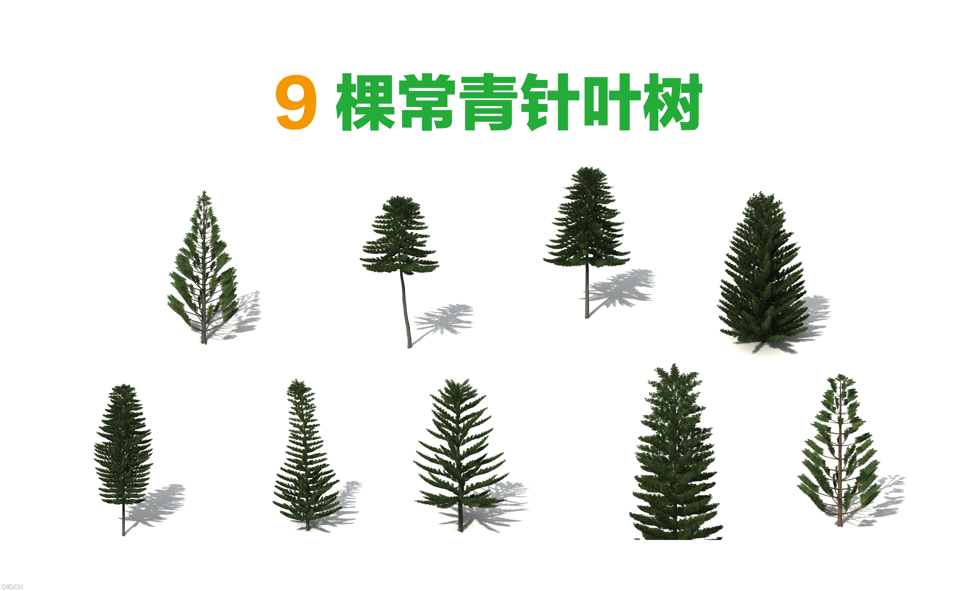 9棵针叶常青树C4D模型 - C4D之家 - 9棵针叶常青树-01-01.jpg