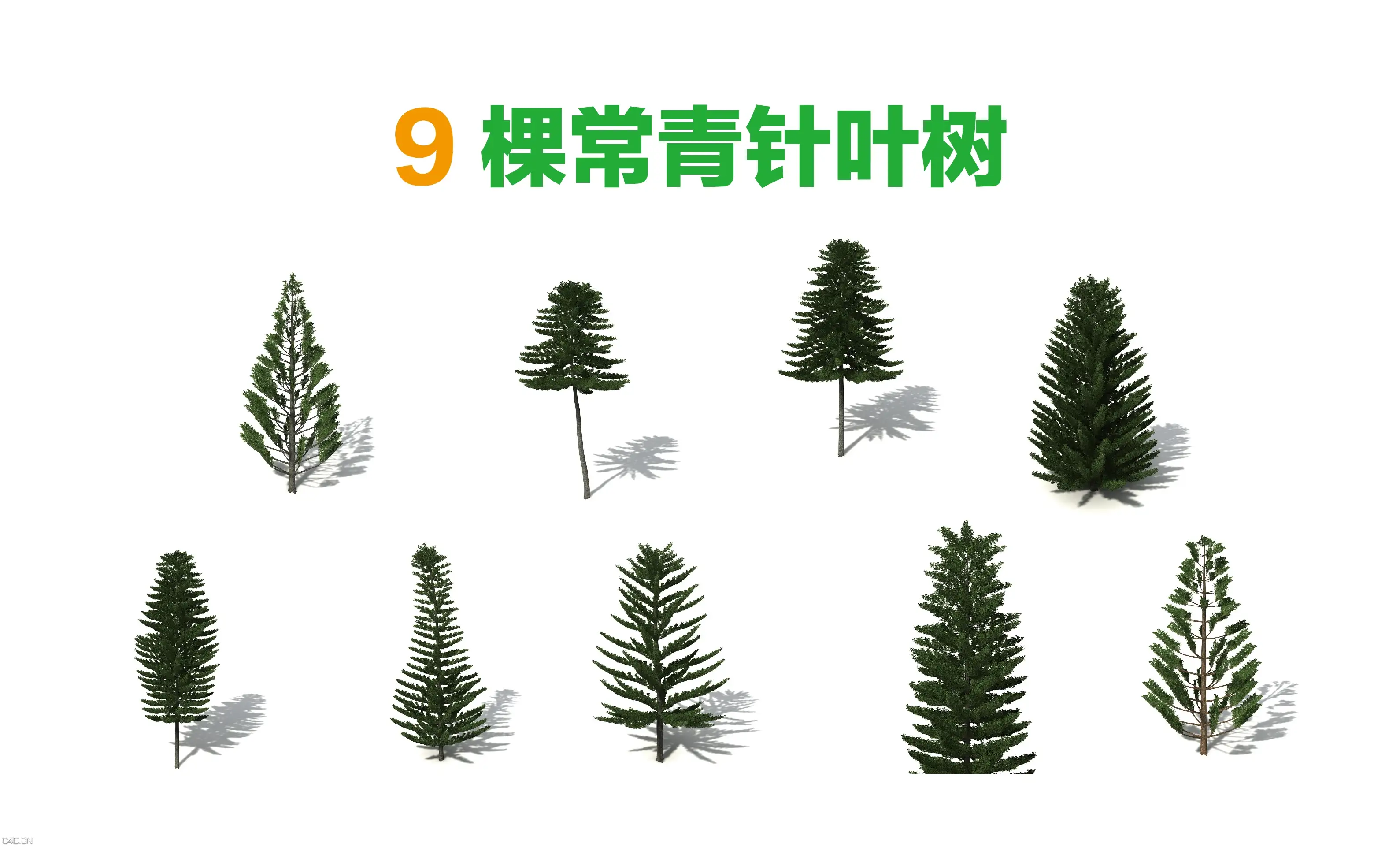 9棵针叶常青树C4D模型 - C4D之家 - 9棵针叶常青树-01-01.jpg