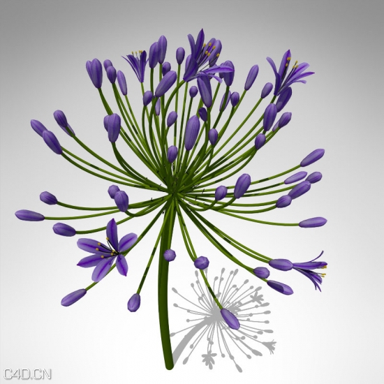 花卉3D模型 XfrogPlants – FLOWERS 2 3D花模型 - C4D之家 - FL21-bell-agapanthus-1_550x550.jpg