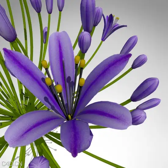花卉3D模型 XfrogPlants – FLOWERS 2 3D花模型 - C4D之家 - FL21-bell-agapanthus-detail_550x550.jpg