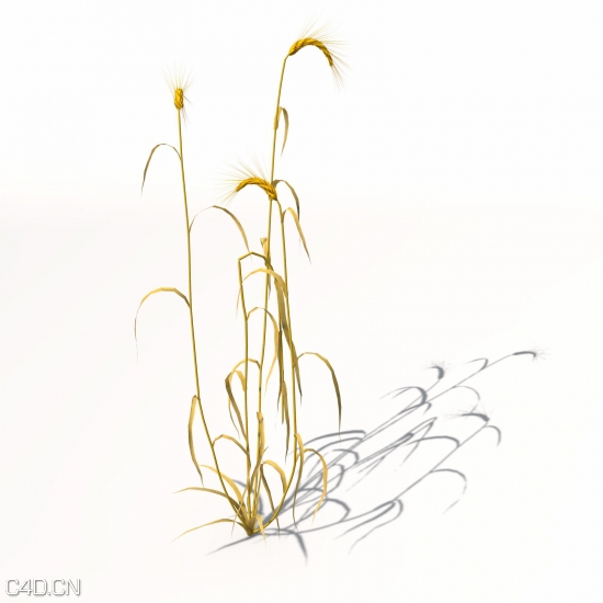 农作物3D模型 XfrogPlants – AGRICULTURE