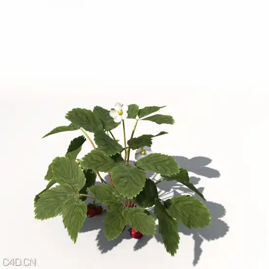 农作物3D模型 XfrogPlants – AGRICULTURE - C4D之家 - AG06-strawberry-09_550x550.jpg