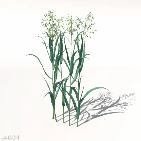 农作物3D模型 XfrogPlants – AGRICULTURE - C4D之家 - AG01-oats-09_550x550.jpg