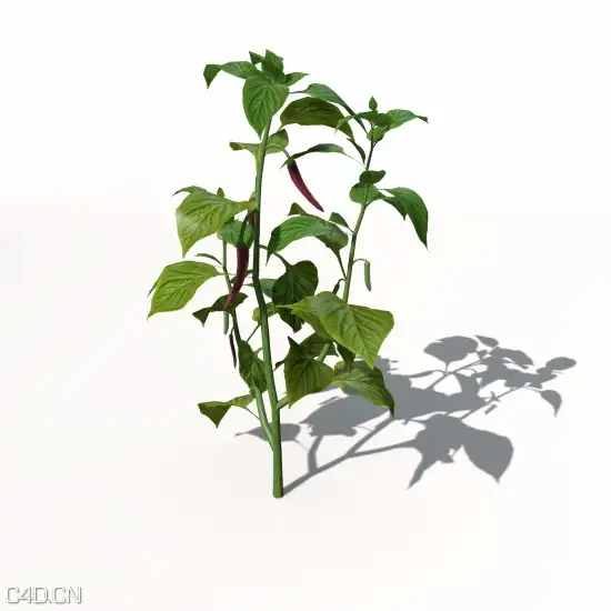 农作物3D模型 XfrogPlants – AGRICULTURE - C4D之家 - AG03-chili-pepper-09_550x550.jpg