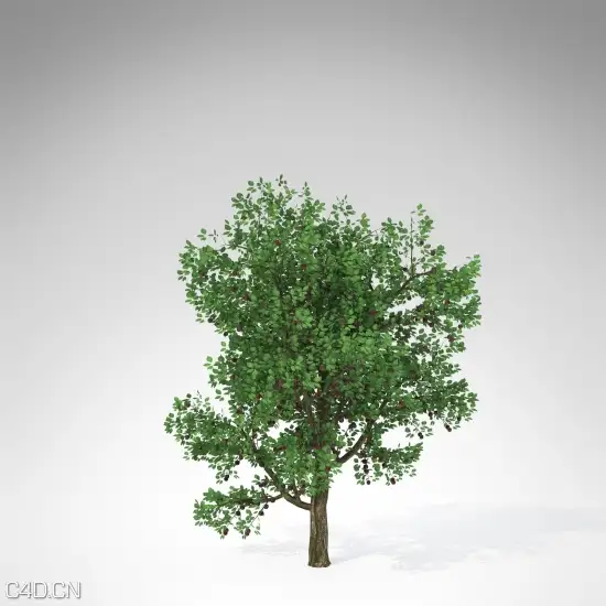 20种果树3D模型 XfrogPlants – FRUIT TREES - C4D之家 - FR15a-plum_550x550_2.jpg