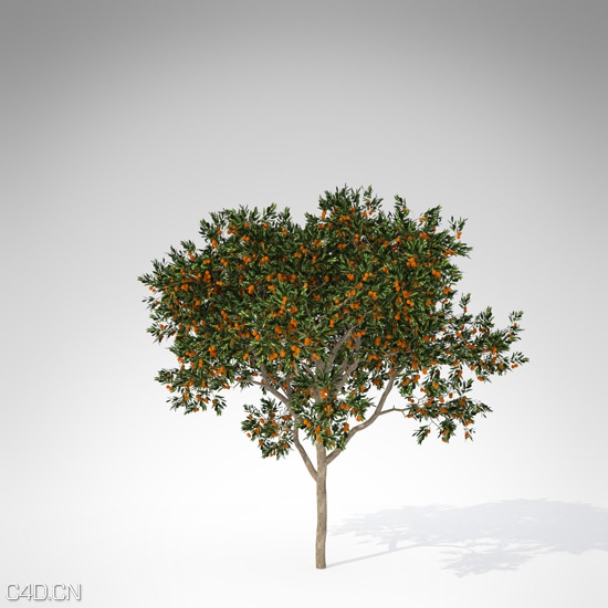 20种果树3D模型 XfrogPlants – FRUIT TREES