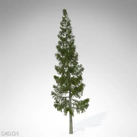20种美国西部树木3D模型 XfrogPlants – USA WEST - C4D之家 - WE01a-grand-fir_550x550.jpg