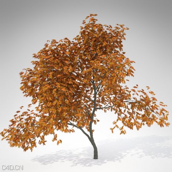 20种美国西部树木3D模型 XfrogPlants – USA WEST