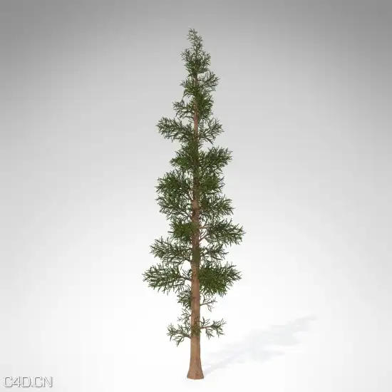 20种美国西部树木3D模型 XfrogPlants – USA WEST - C4D之家 - WE02a-subalpine-fir_550x550.jpg