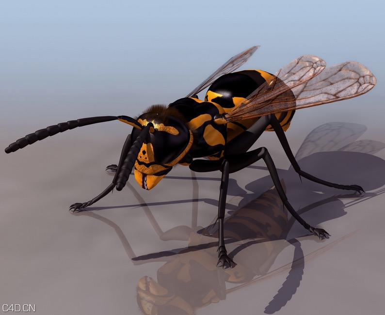 大黄蜂马蜂C4D模型 hornet 3d model