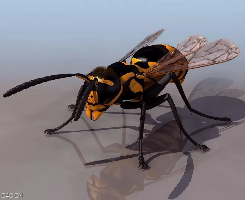 大黄蜂马蜂C4D模型 hornet 3d model - C4D之家 - cinema4d_ 2015-05-02 00.05.04.jpg