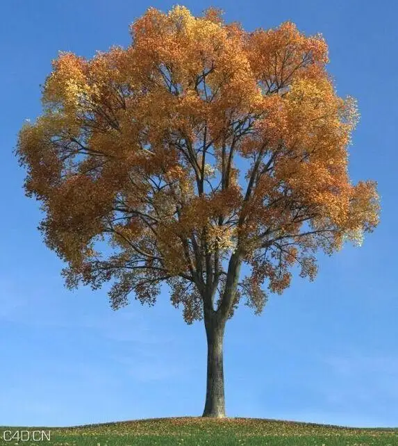 秋天黄叶大树C4D模型 And yellow leaves of autumn trees 3D model