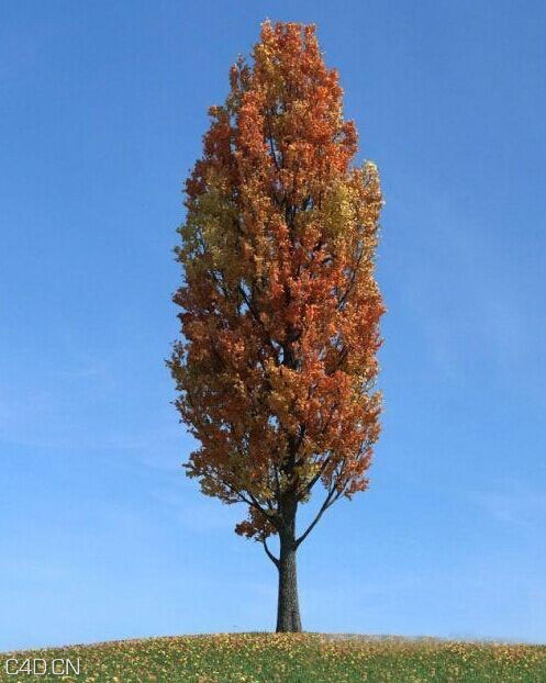 秋天黄叶杨树C4D模型 The fall of Poplar 3D model - C4D之家 - 102530anan01w7nsw57kas.jpg