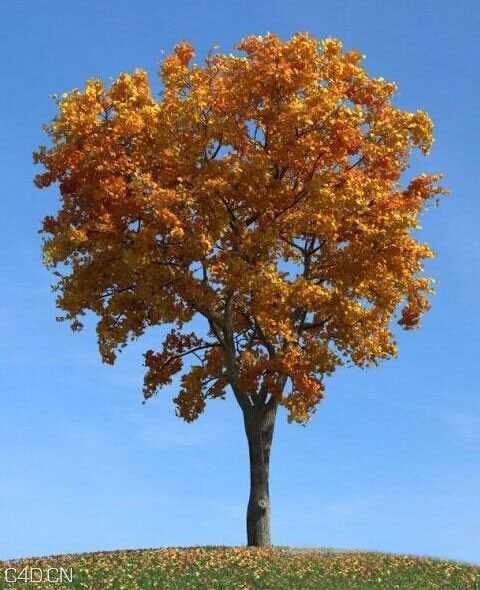 秋天黄叶榆树C4D模型 Autumn elm 3D model