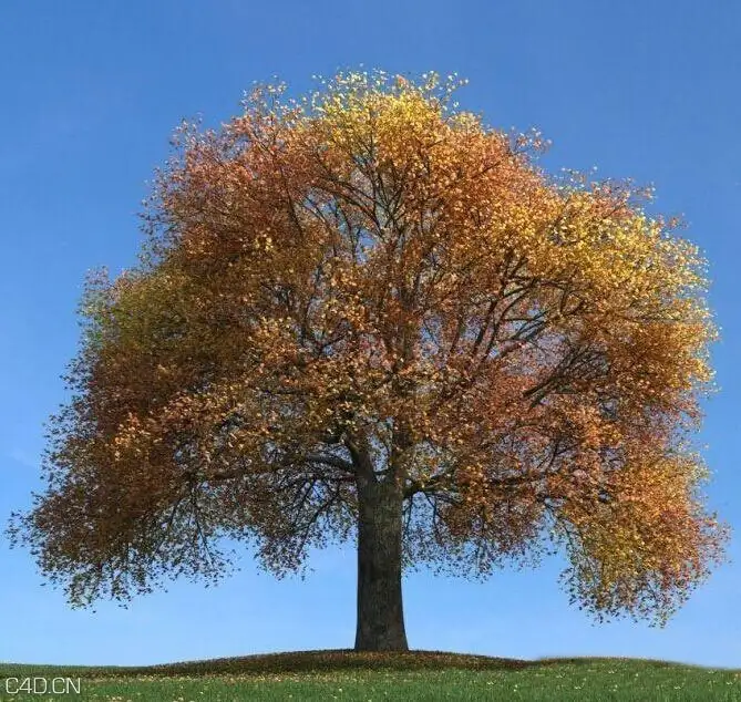 秋天黄叶树木C4D模型 And yellow leaves of autumn trees 3D model