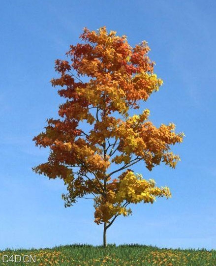 秋天黄叶景观小树C4D模型 The autumn trees 3D model