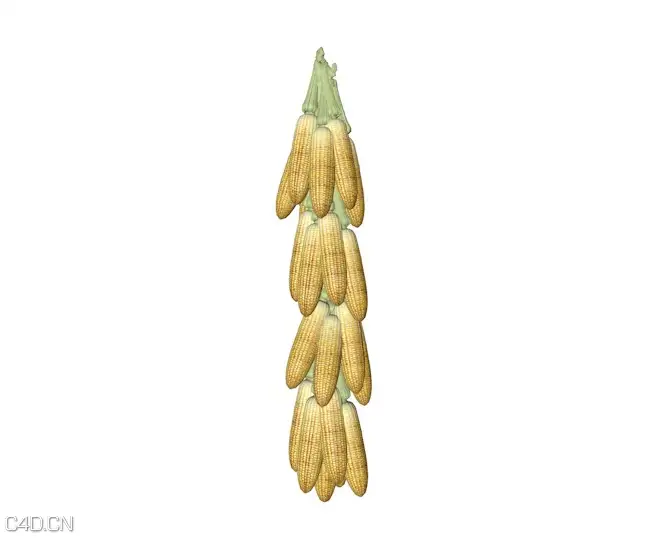 农家吊的老玉米C4D模型 Corn 3D model