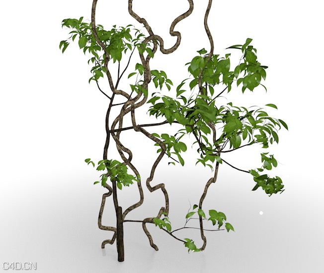 树藤根蔓/藤本景观植物C4D模型 Kifuji Ne 3D model