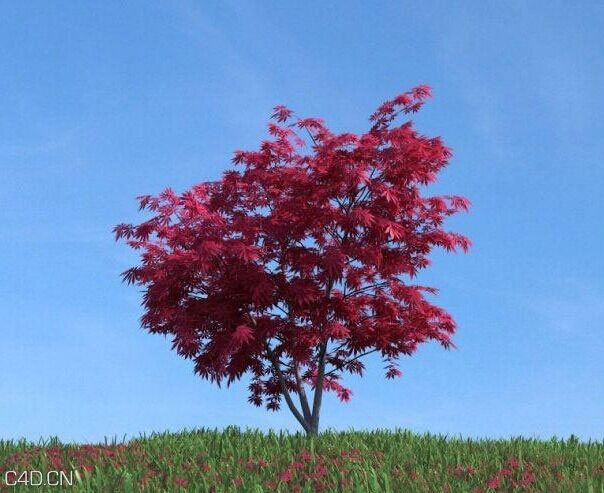 红叶景观树C4D模型 Landscape tree leaves 3D model