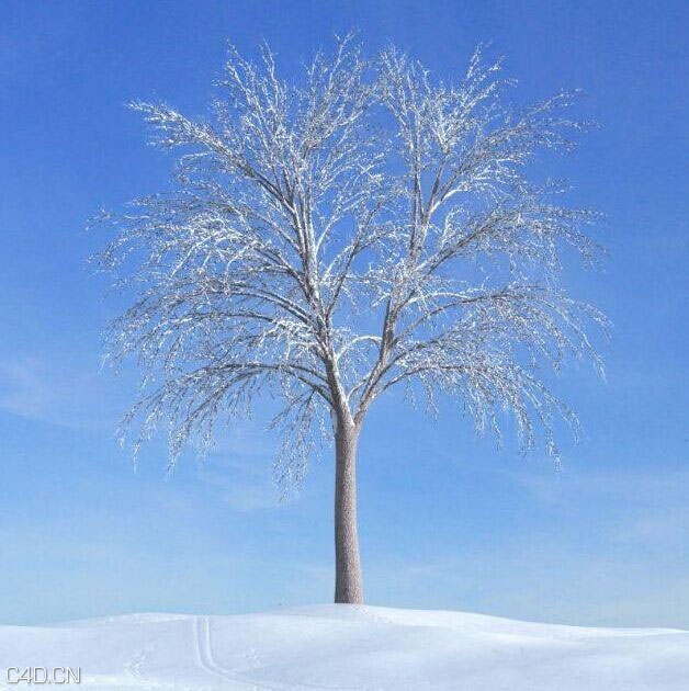 冬季积雪树木C4D模型 Winter snow tree 3D model