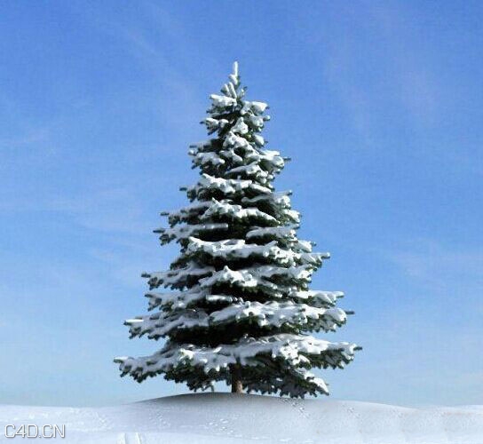 雪松C4D模型 Cedar 3D model