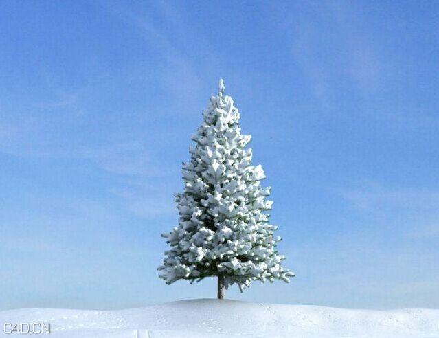 雪松C4D模型 Cedar 3D model